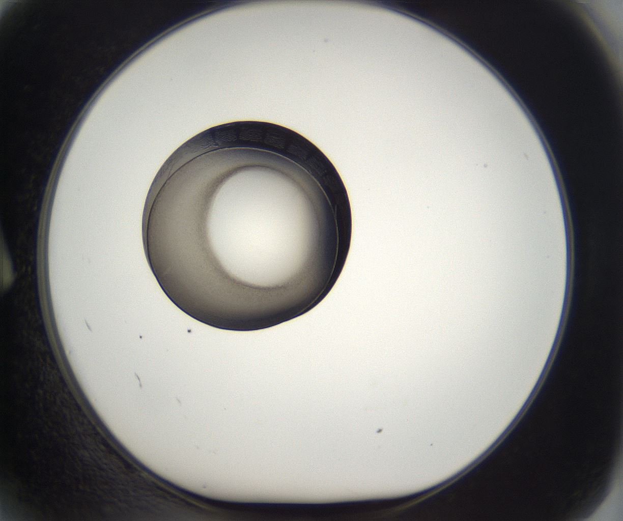 folderID216_plateID2216_batchID10056_wellNum2_profileID1_d1_r151865_ef.jpg