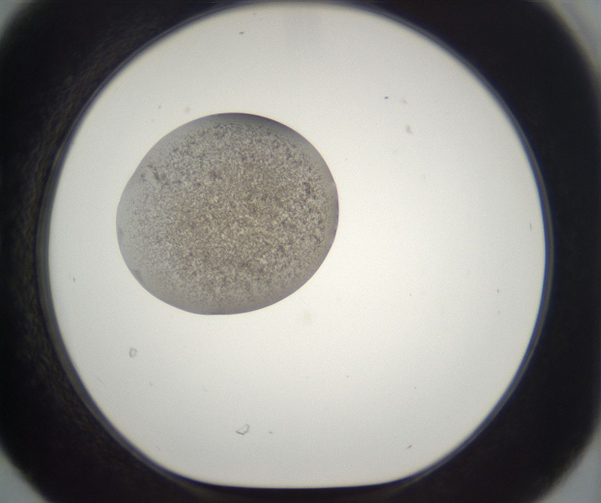 folderID216_plateID2216_batchID10056_wellNum30_profileID1_d1_r151921_ef.jpg