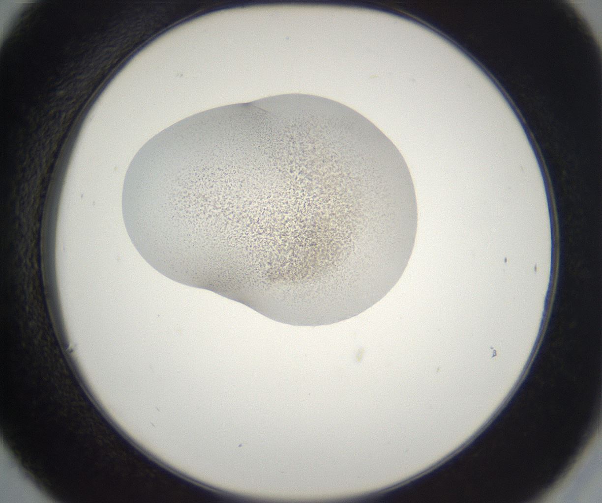 folderID216_plateID2216_batchID10056_wellNum30_profileID1_d2_r151922_ef.jpg