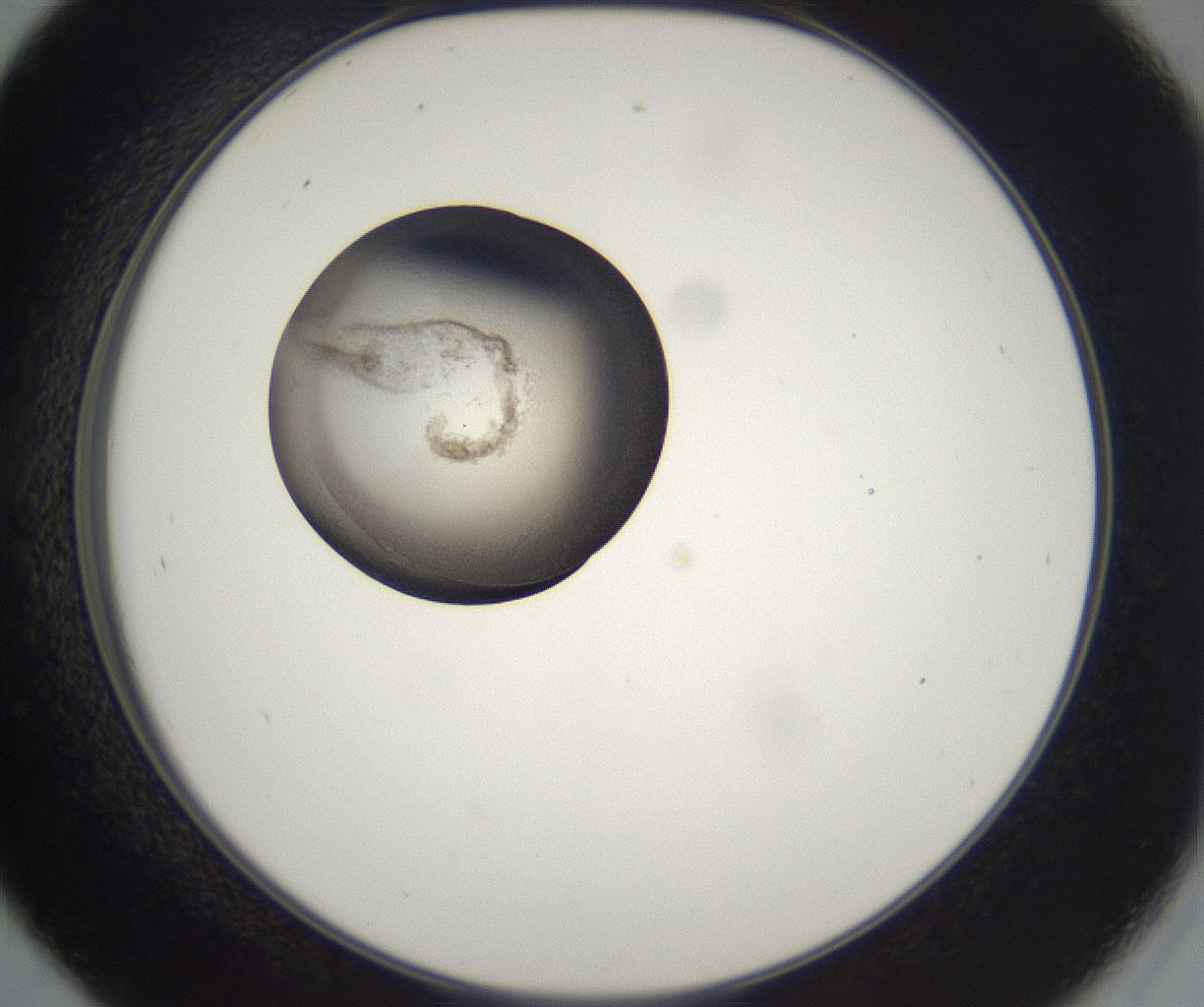 folderID216_plateID2216_batchID10056_wellNum45_profileID1_d2_r151952_ef.jpg