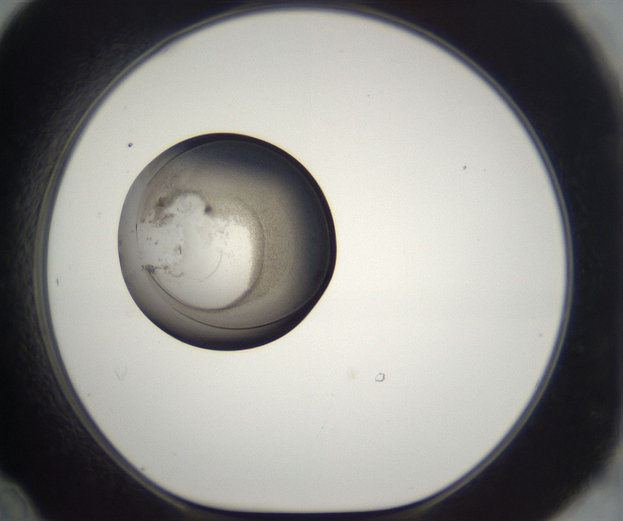 folderID216_plateID2216_batchID10056_wellNum48_profileID1_d1_r151957_ef.jpg