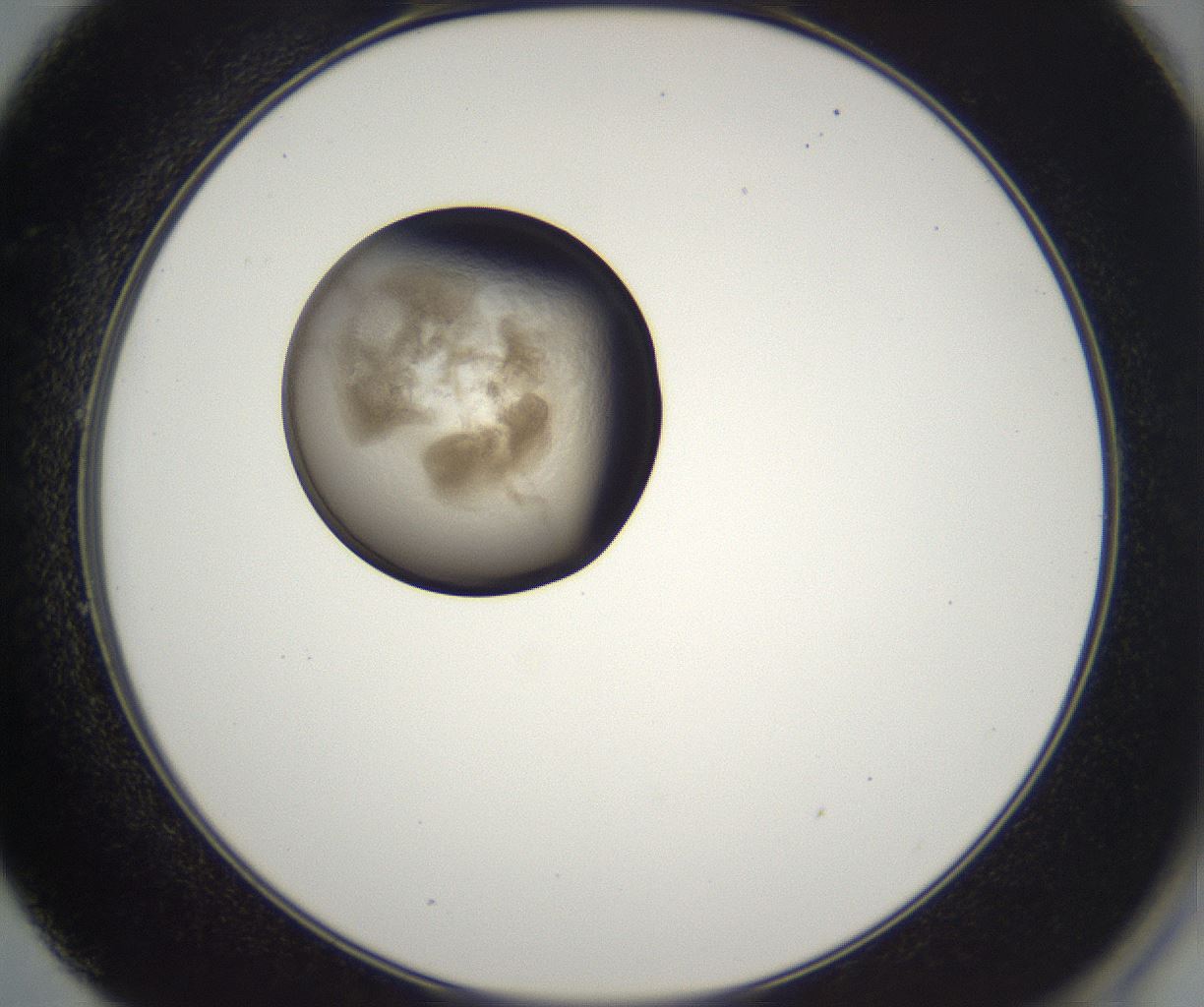 folderID216_plateID2216_batchID10056_wellNum49_profileID1_d2_r151960_ef.jpg