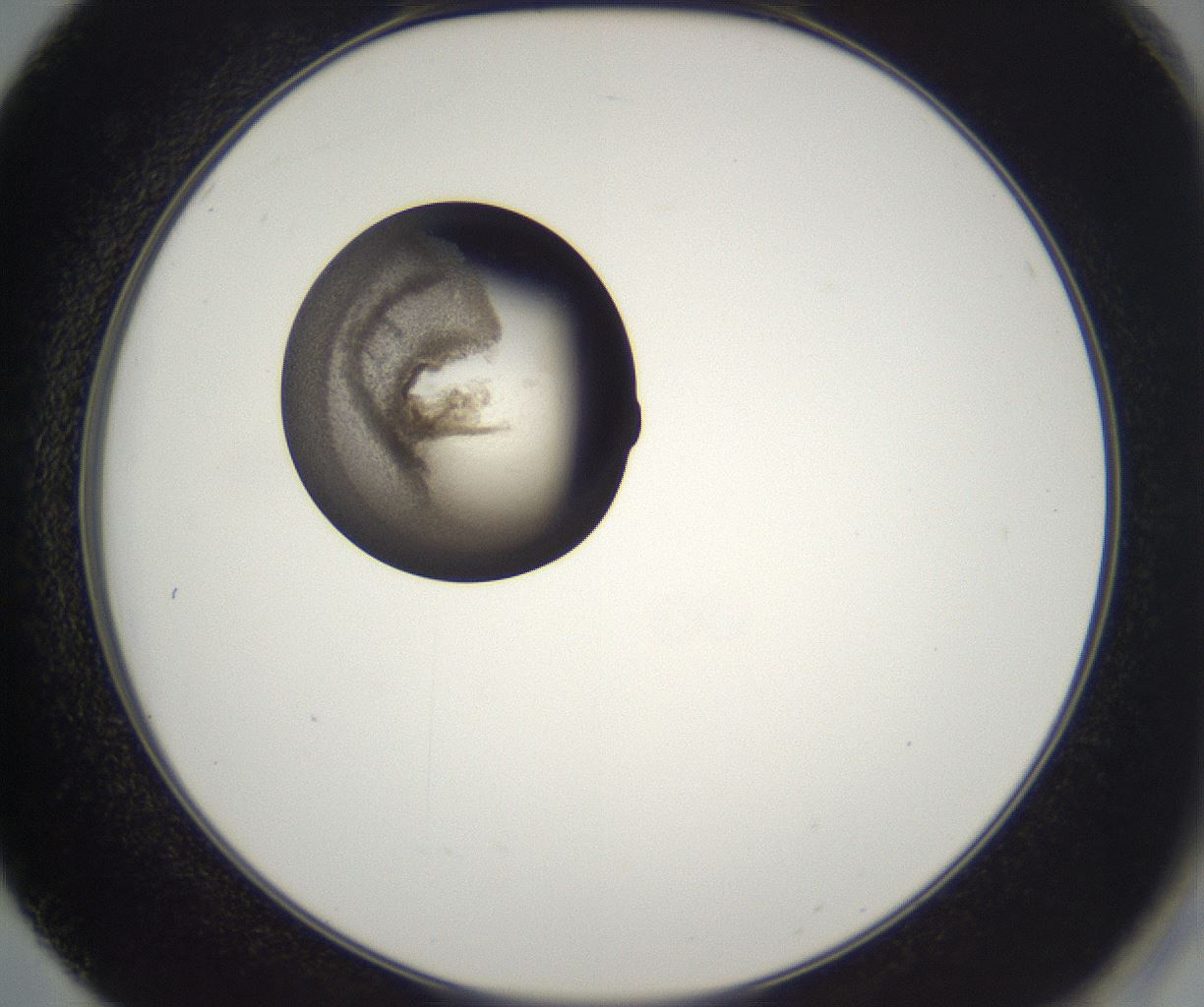 folderID216_plateID2216_batchID10056_wellNum50_profileID1_d2_r151962_ef.jpg