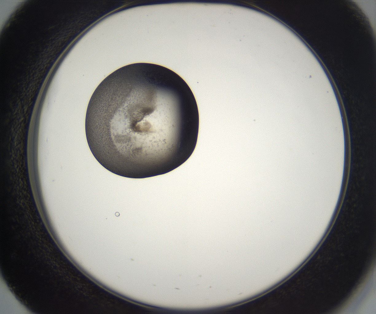 folderID216_plateID2216_batchID10056_wellNum51_profileID1_d2_r151964_ef.jpg