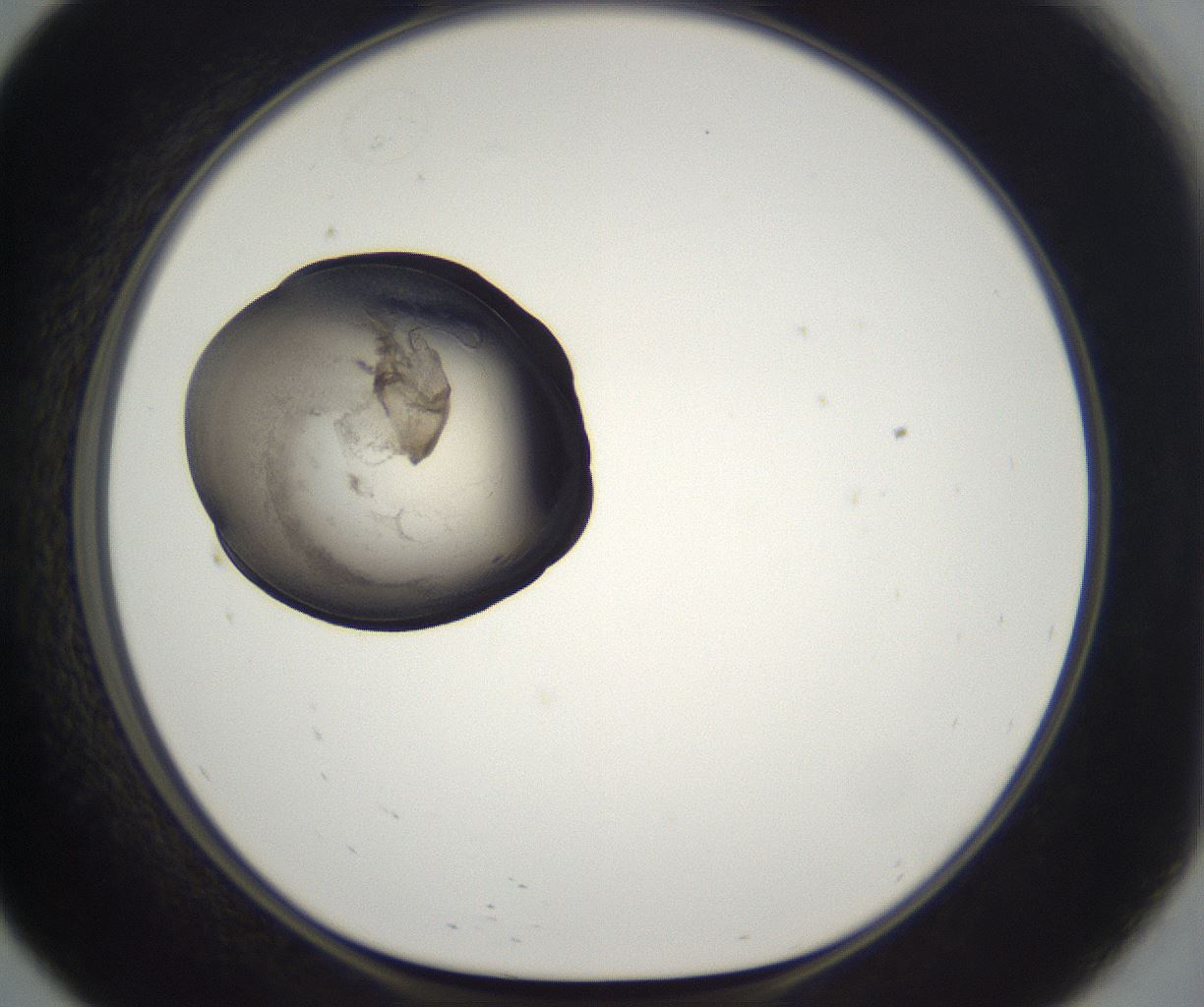 folderID216_plateID2216_batchID10056_wellNum57_profileID1_d1_r151975_ef.jpg