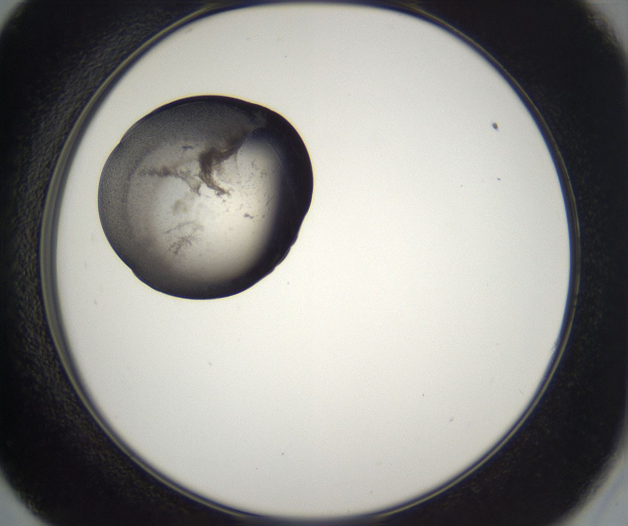 folderID216_plateID2216_batchID10056_wellNum57_profileID1_d2_r151976_ef.jpg