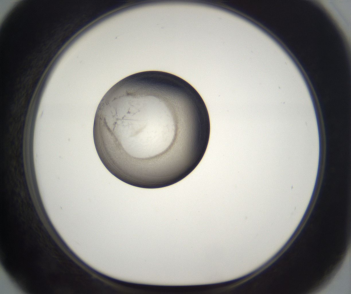 folderID216_plateID2216_batchID10056_wellNum67_profileID1_d1_r151995_ef.jpg