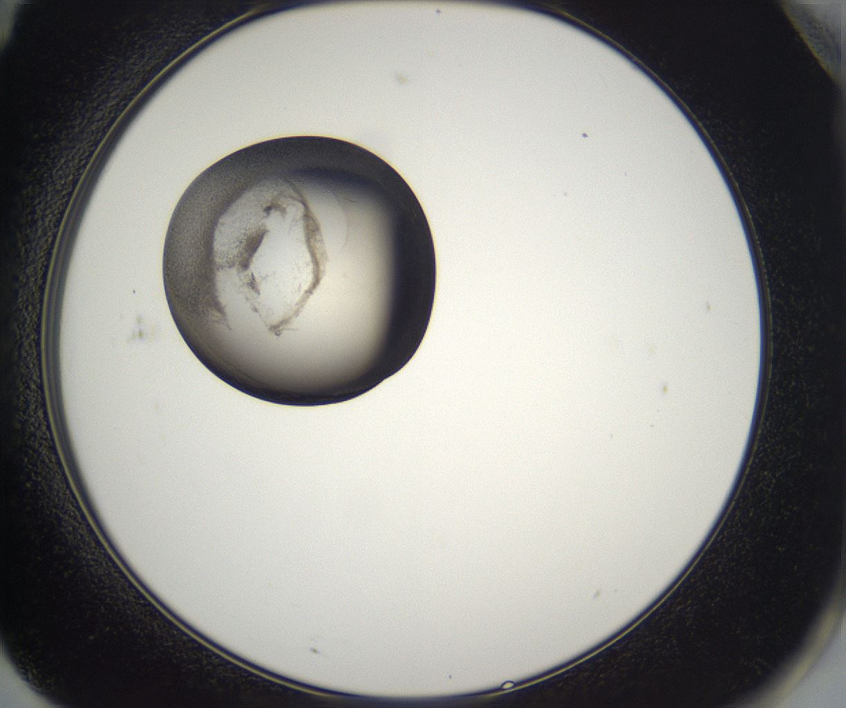 folderID216_plateID2216_batchID10056_wellNum71_profileID1_d2_r152004_ef.jpg