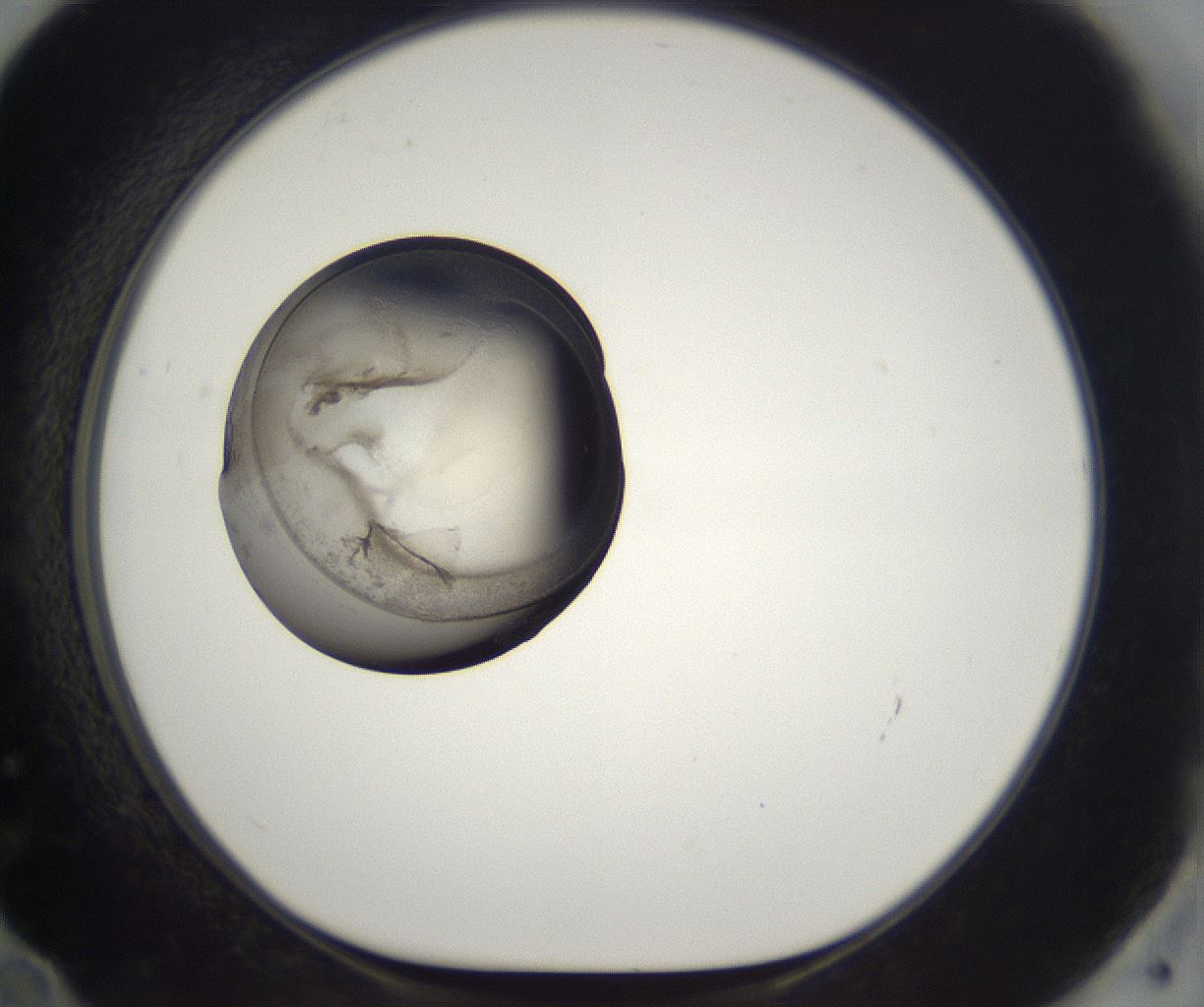 folderID216_plateID2216_batchID10056_wellNum72_profileID1_d1_r152005_ef.jpg