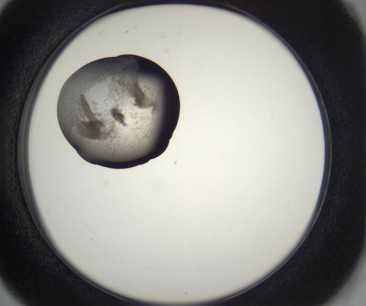 folderID216_plateID2216_batchID10056_wellNum80_profileID1_d2_r152022_ef.jpg