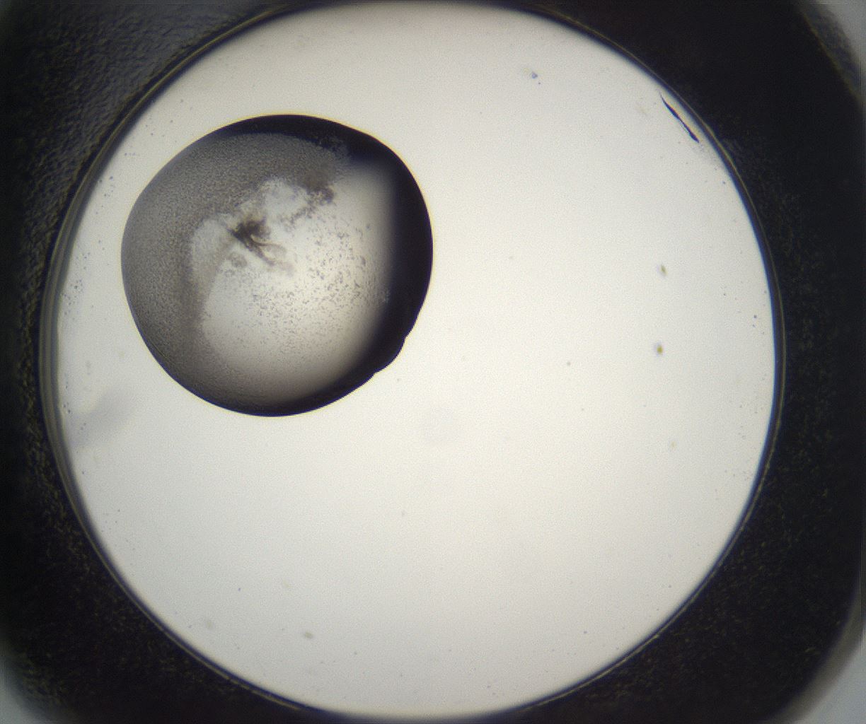 folderID216_plateID2216_batchID10056_wellNum81_profileID1_d2_r152024_ef.jpg