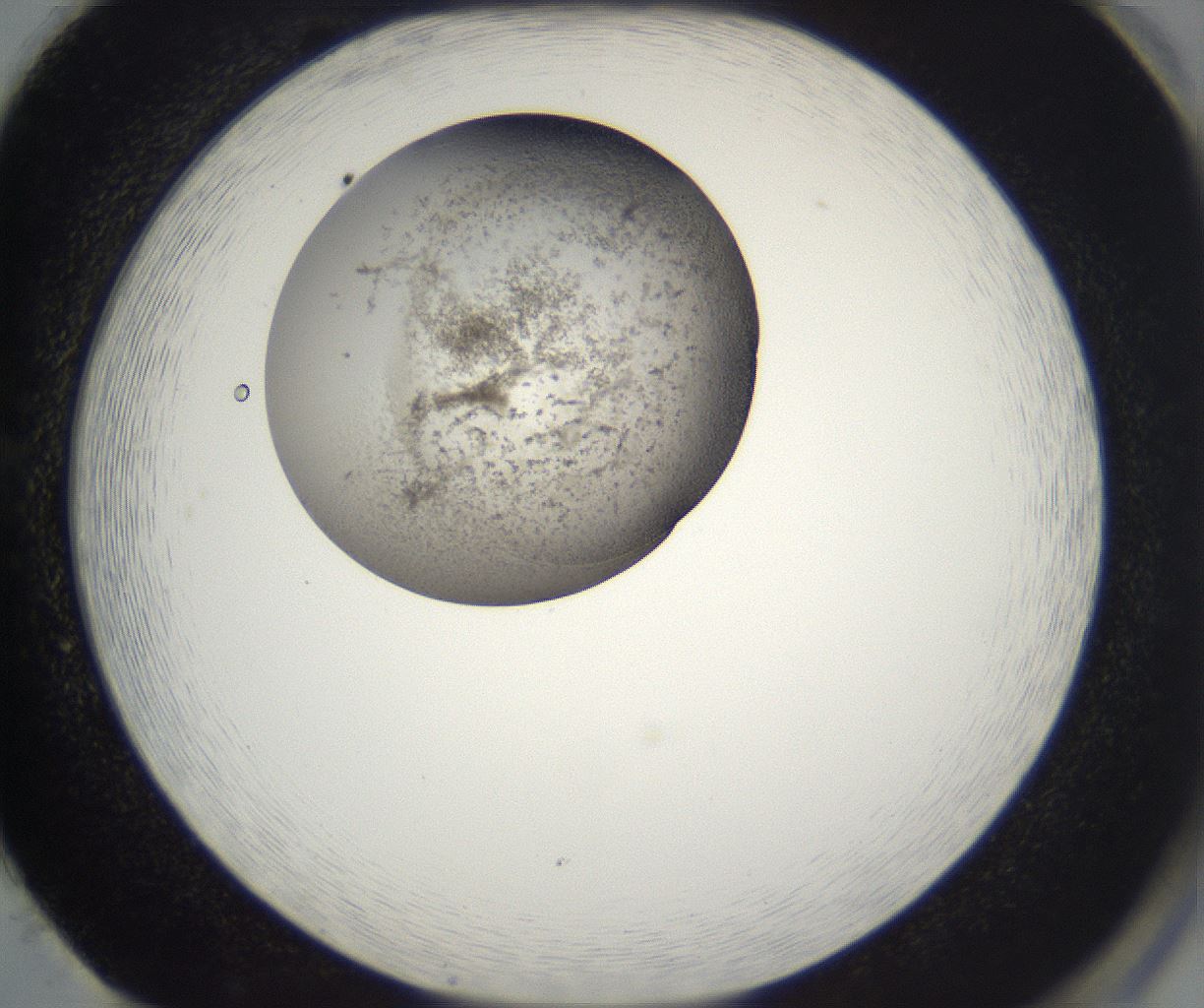 folderID216_plateID2216_batchID10056_wellNum86_profileID1_d2_r152034_ef.jpg