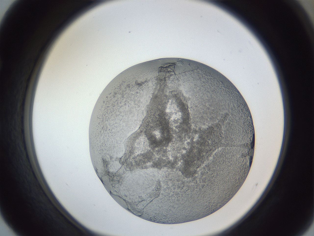 folderID217_plateID1217_batchID3625_wellNum52_profileID1_d1_r68870_ef.jpg