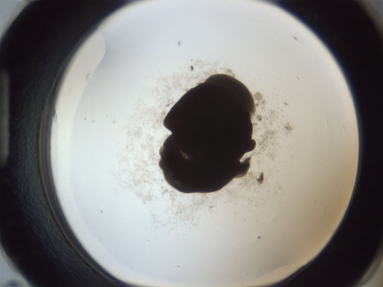 folderID217_plateID1217_batchID3671_wellNum95_profileID1_d1_r68956_ef.jpg
