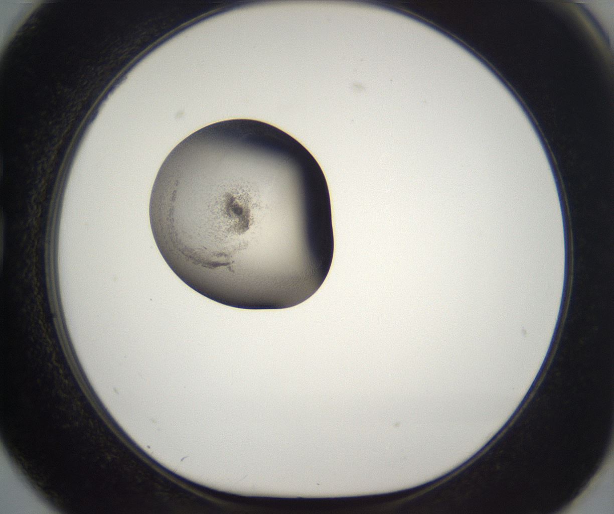folderID216_plateID2216_batchID10056_wellNum74_profileID1_d1_r152009_ef.jpg