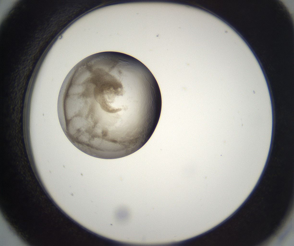 folderID227_plateID2227_batchID10099_wellNum5_profileID1_d2_r153892_ef.jpg