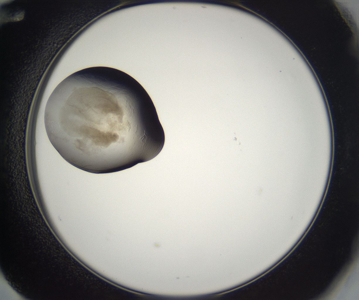 folderID227_plateID2227_batchID10099_wellNum60_profileID1_d2_r154002_ef.jpg