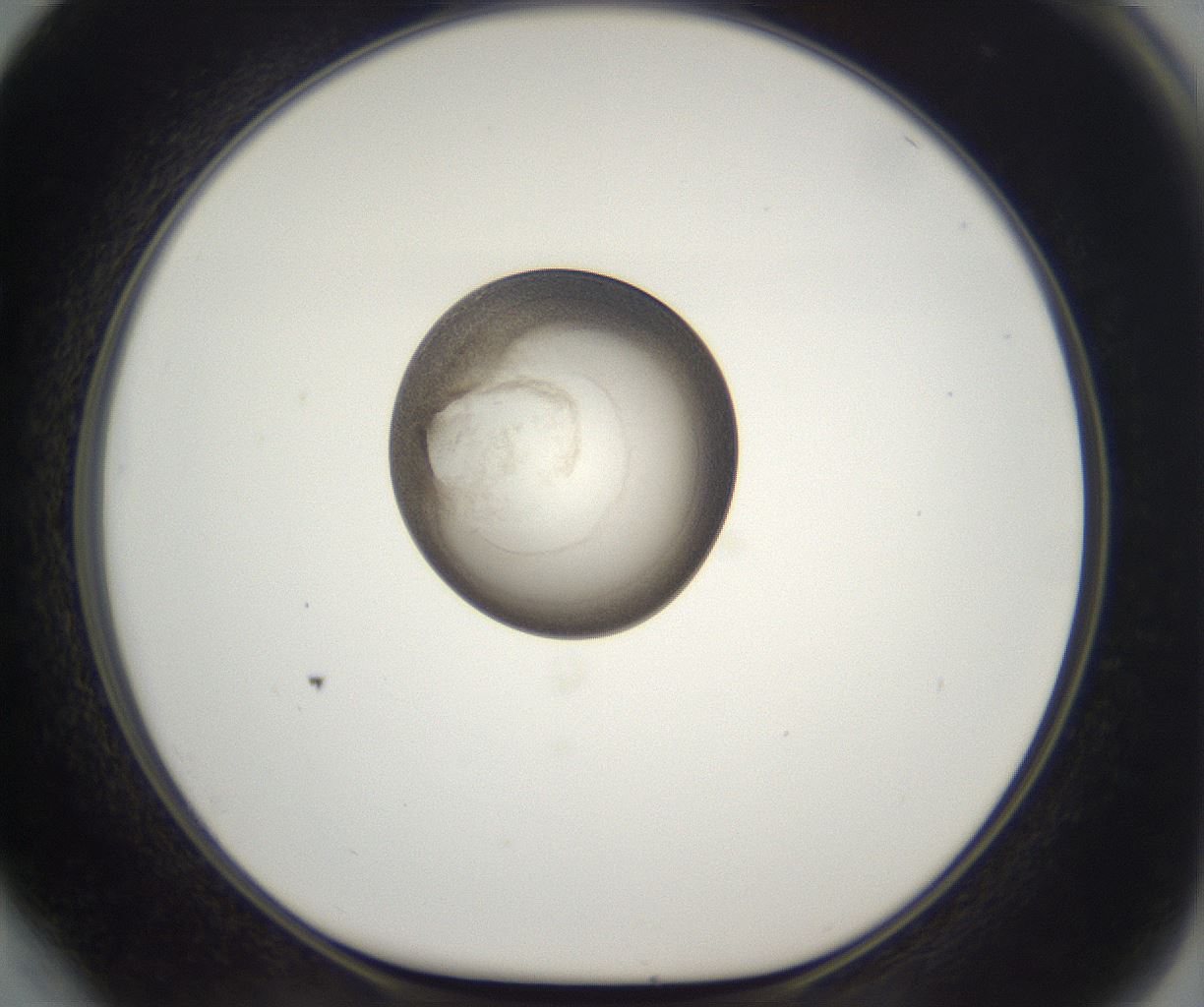 folderID227_plateID2227_batchID10099_wellNum64_profileID1_d1_r154009_ef.jpg