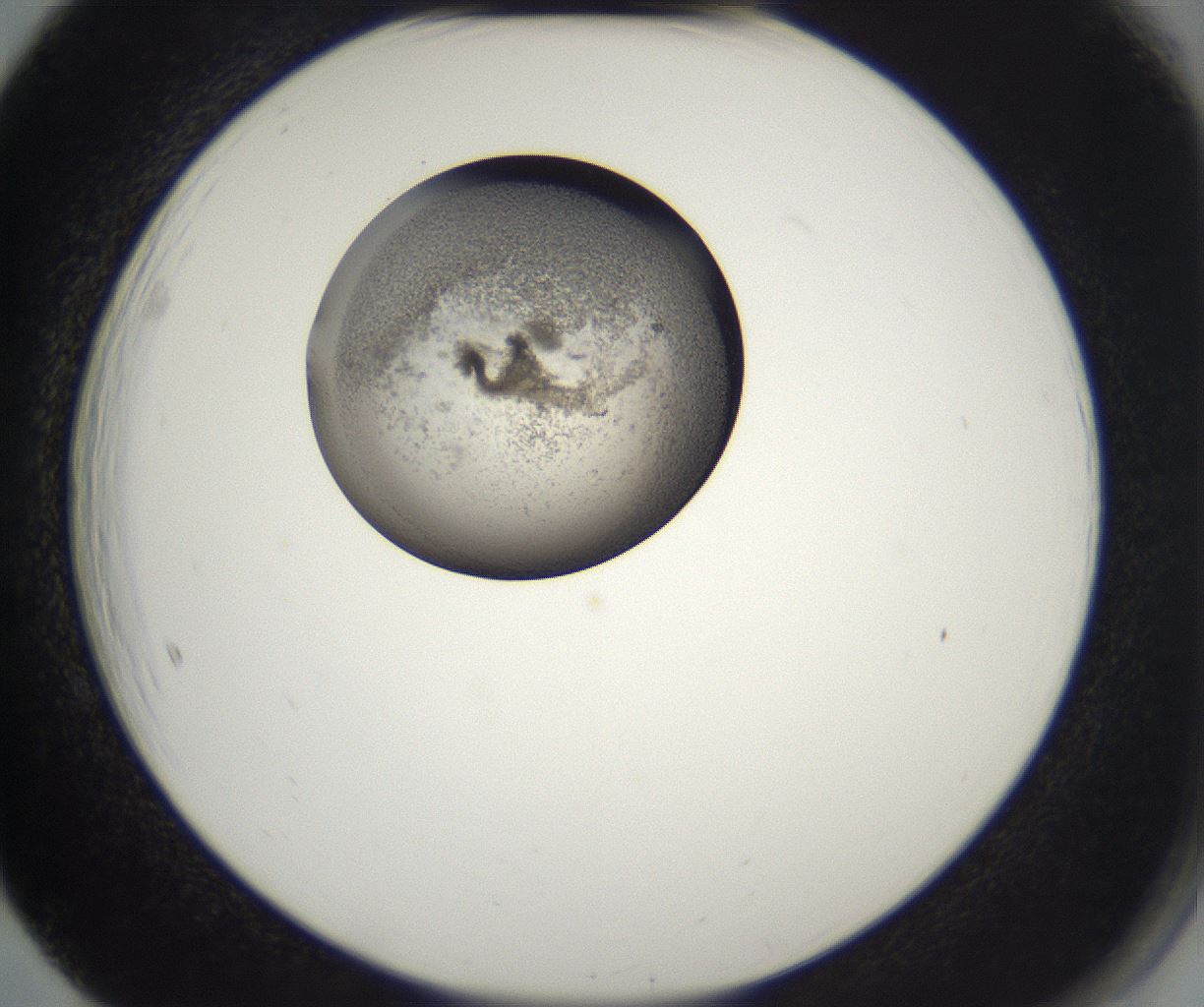 folderID227_plateID2227_batchID10099_wellNum65_profileID1_d2_r154012_ef.jpg