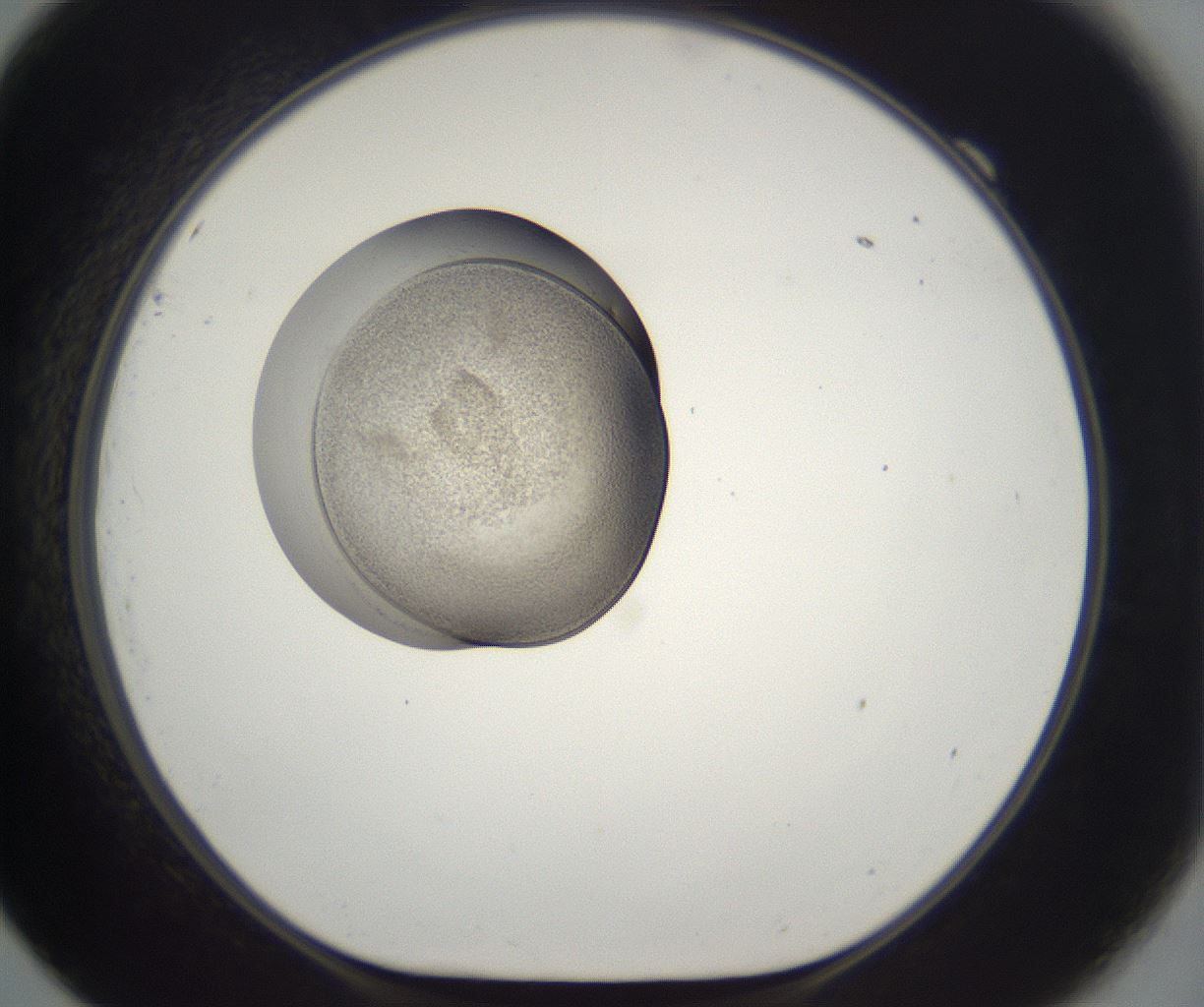 folderID227_plateID2227_batchID10099_wellNum69_profileID1_d1_r154019_ef.jpg
