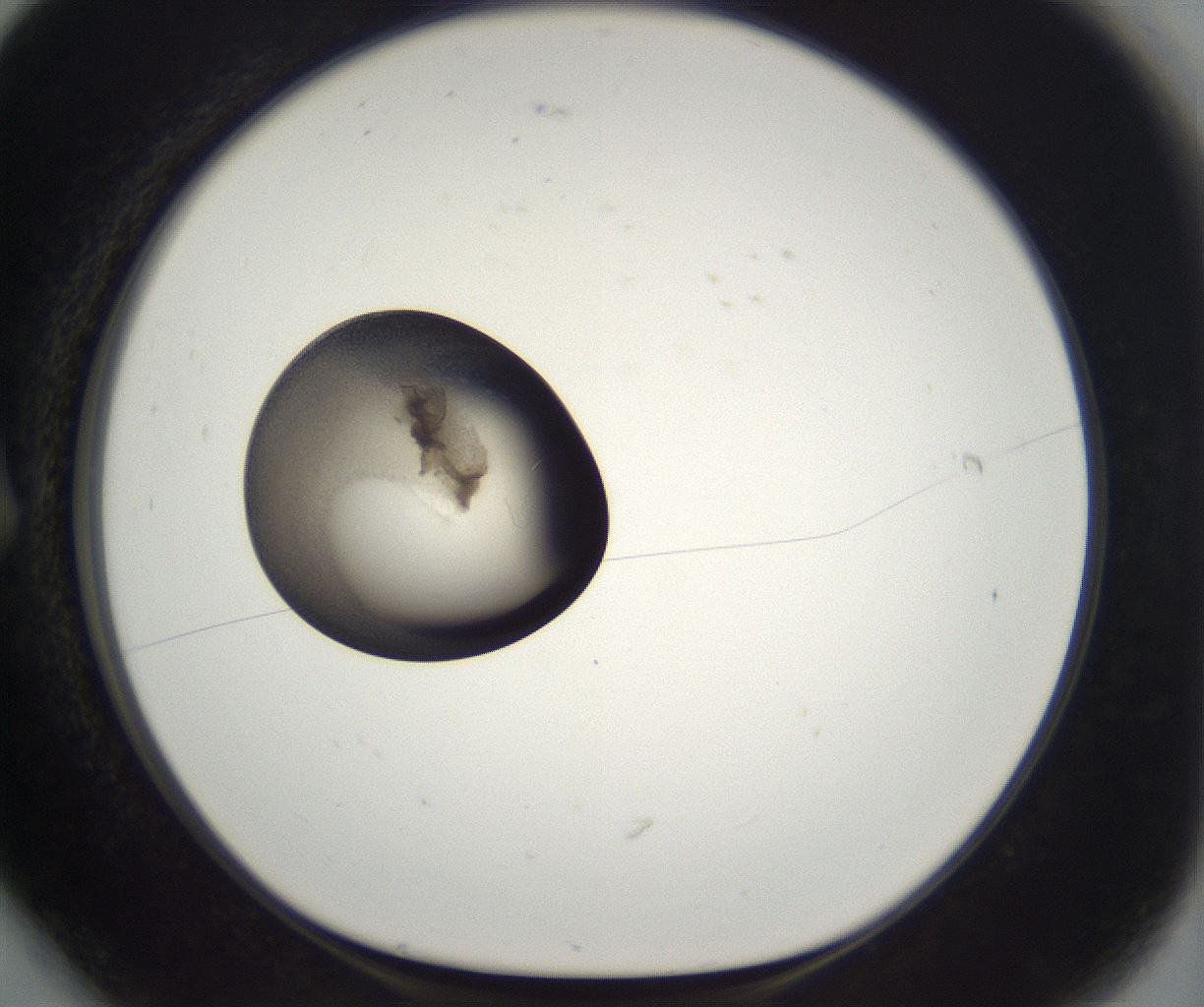 folderID227_plateID2227_batchID10099_wellNum6_profileID1_d1_r153893_ef.jpg