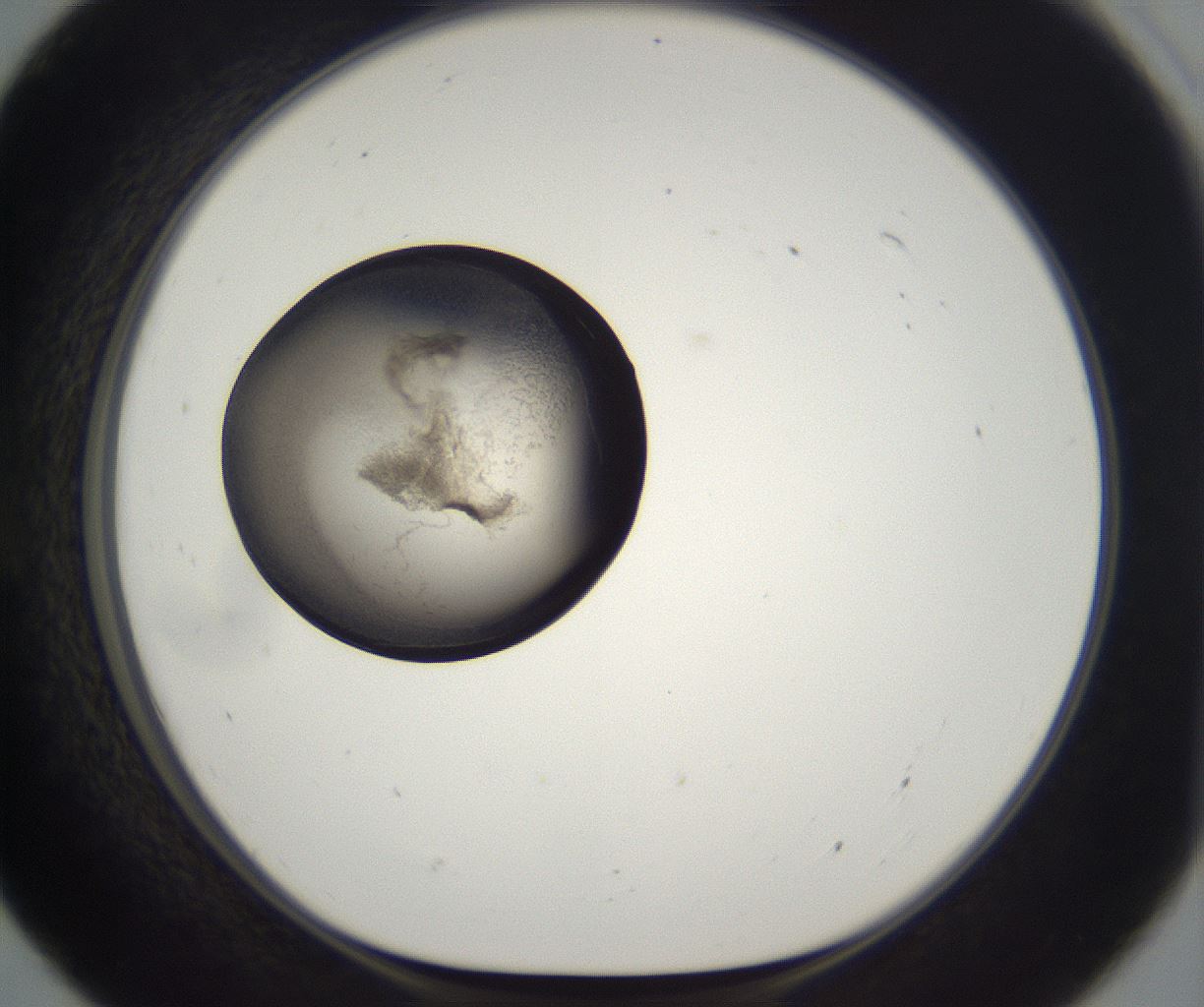 folderID227_plateID2227_batchID10099_wellNum55_profileID1_d1_r153991_ef.jpg
