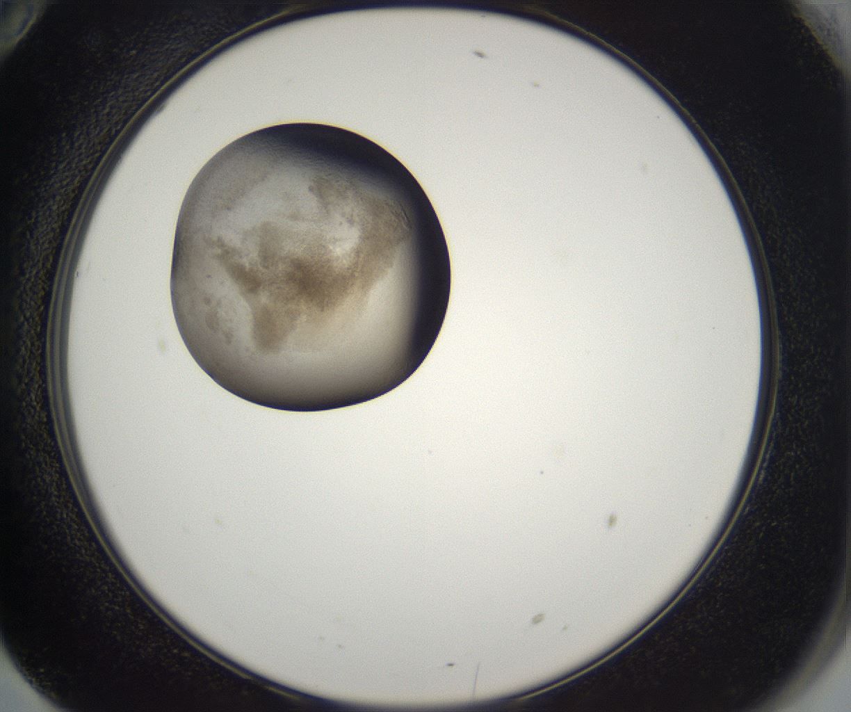 folderID227_plateID2227_batchID10099_wellNum70_profileID1_d2_r154022_ef.jpg