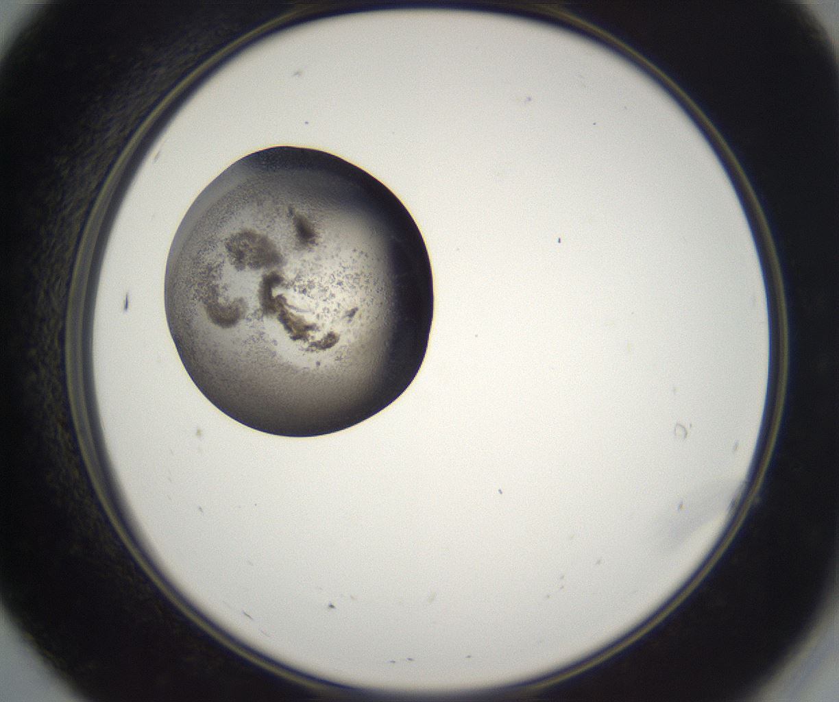 folderID227_plateID2227_batchID10099_wellNum7_profileID1_d2_r153896_ef.jpg