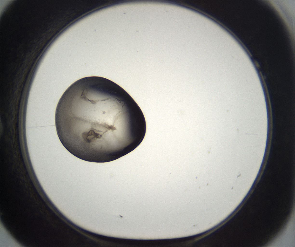 folderID227_plateID2227_batchID10099_wellNum7_profileID1_d1_r153895_ef.jpg