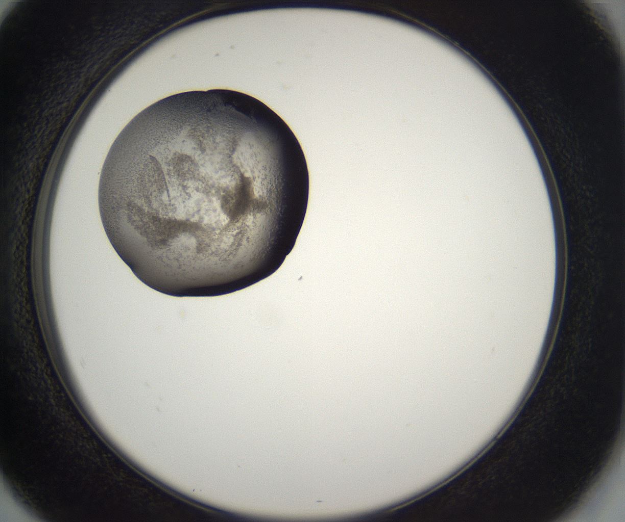 folderID227_plateID2227_batchID10099_wellNum80_profileID1_d2_r154042_ef.jpg