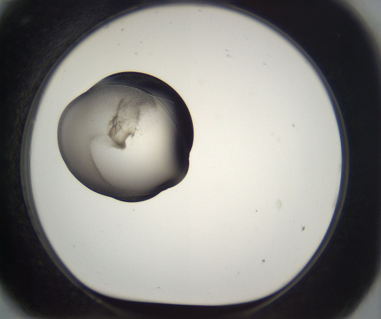folderID227_plateID2227_batchID10099_wellNum81_profileID1_d1_r154043_ef.jpg