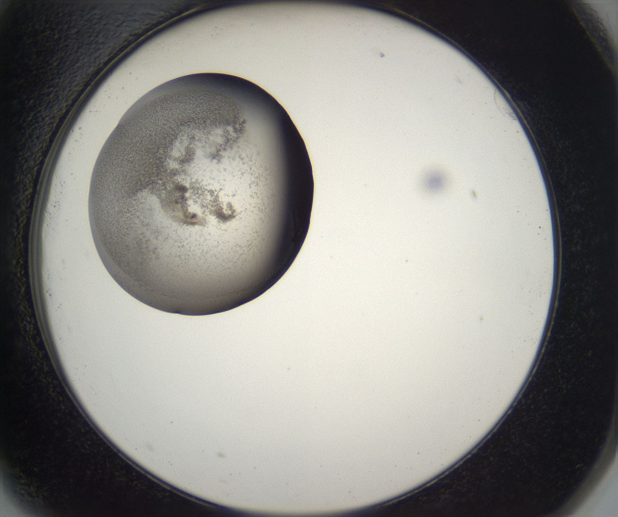 folderID227_plateID2227_batchID10099_wellNum81_profileID1_d2_r154044_ef.jpg