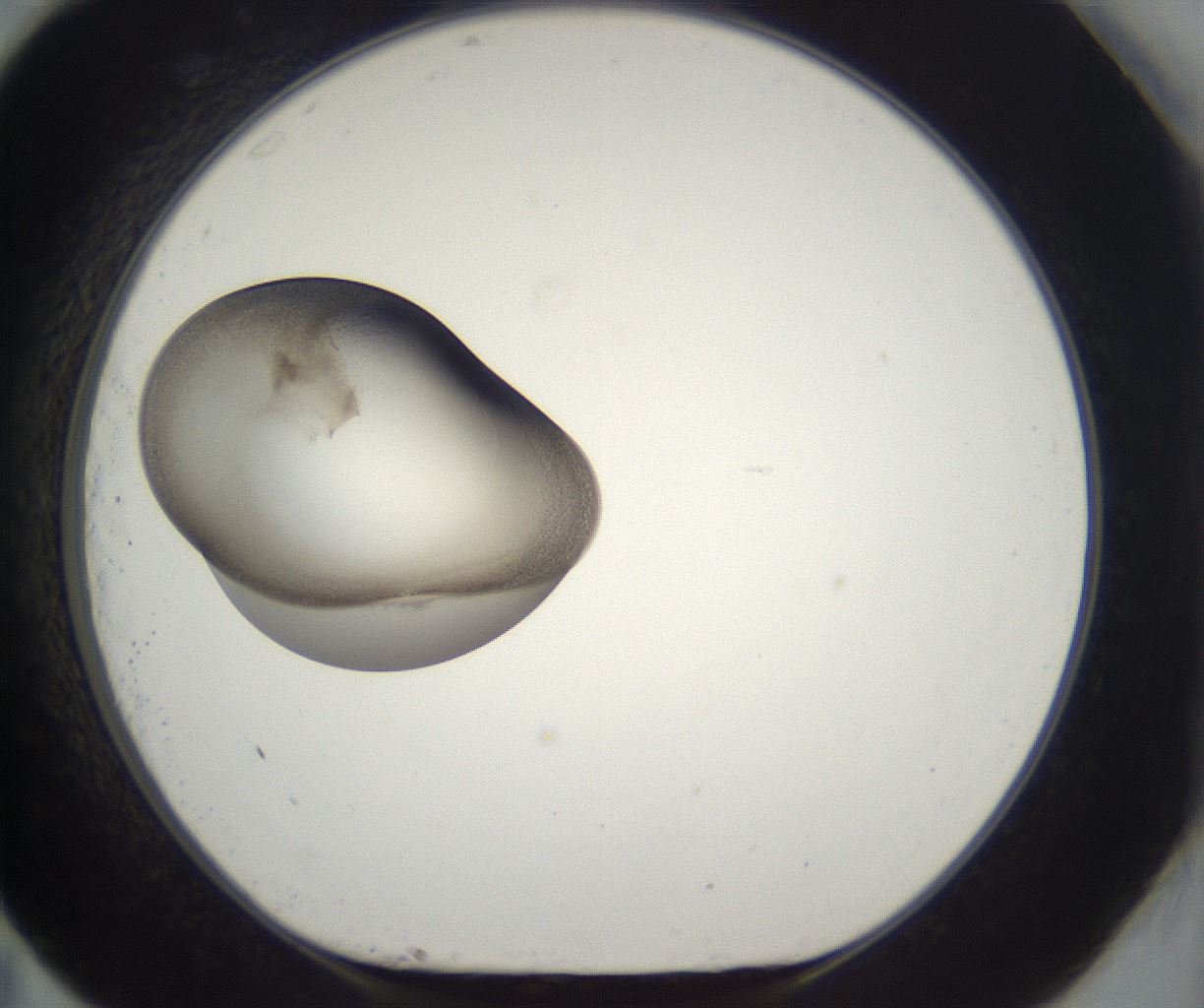 folderID227_plateID2227_batchID10099_wellNum83_profileID1_d1_r154047_ef.jpg