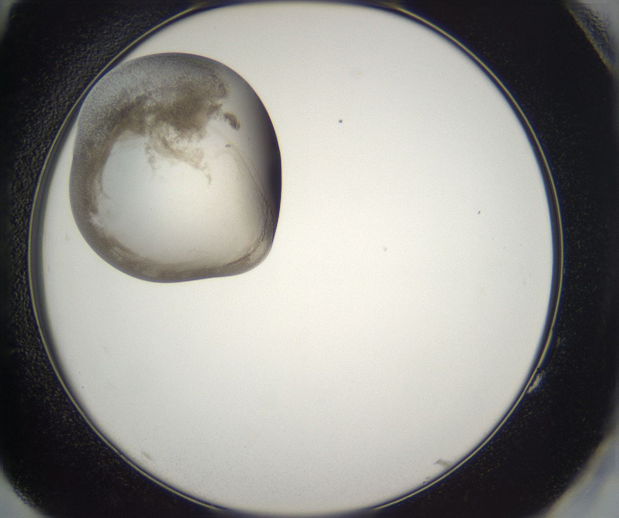 folderID227_plateID2227_batchID10099_wellNum83_profileID1_d2_r154048_ef.jpg