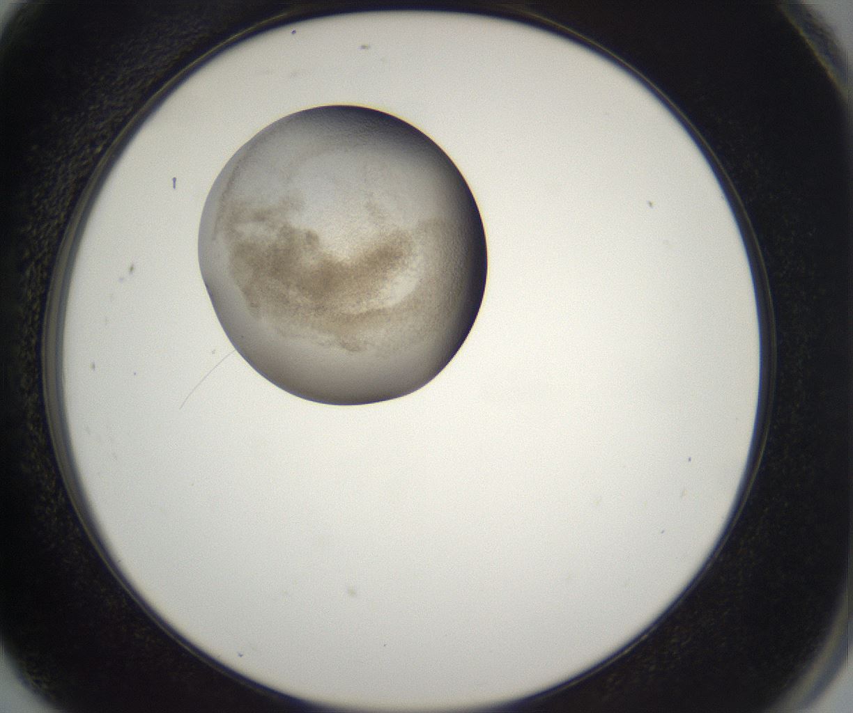 folderID227_plateID2227_batchID10099_wellNum91_profileID1_d2_r154064_ef.jpg