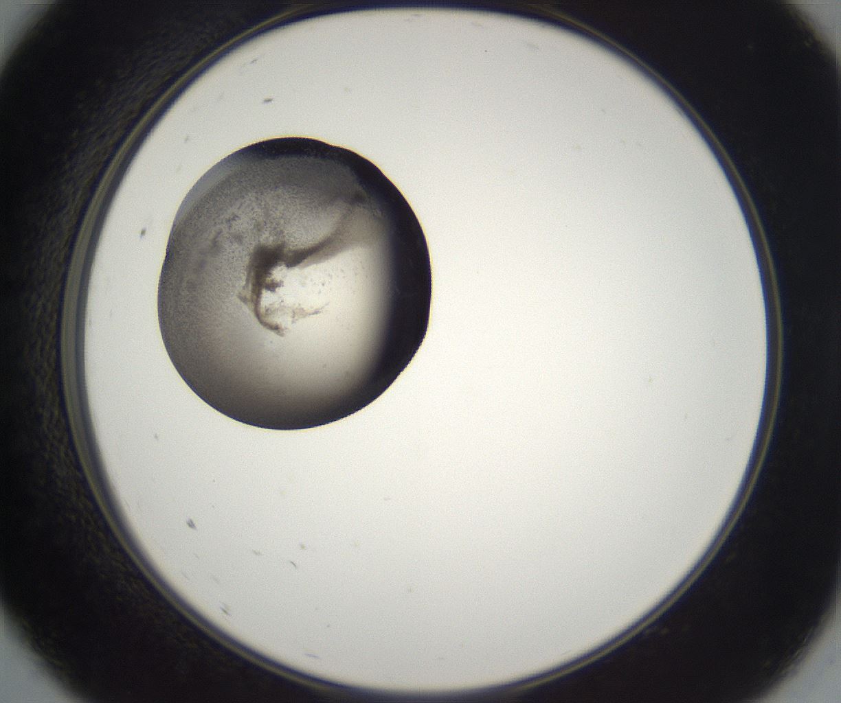folderID227_plateID2227_batchID10099_wellNum9_profileID1_d2_r153900_ef.jpg