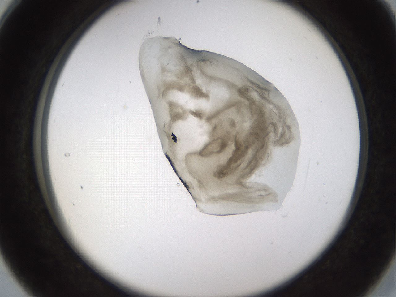 folderID228_plateID1228_batchID3780_wellNum28_profileID1_d2_r71389_ef.jpg