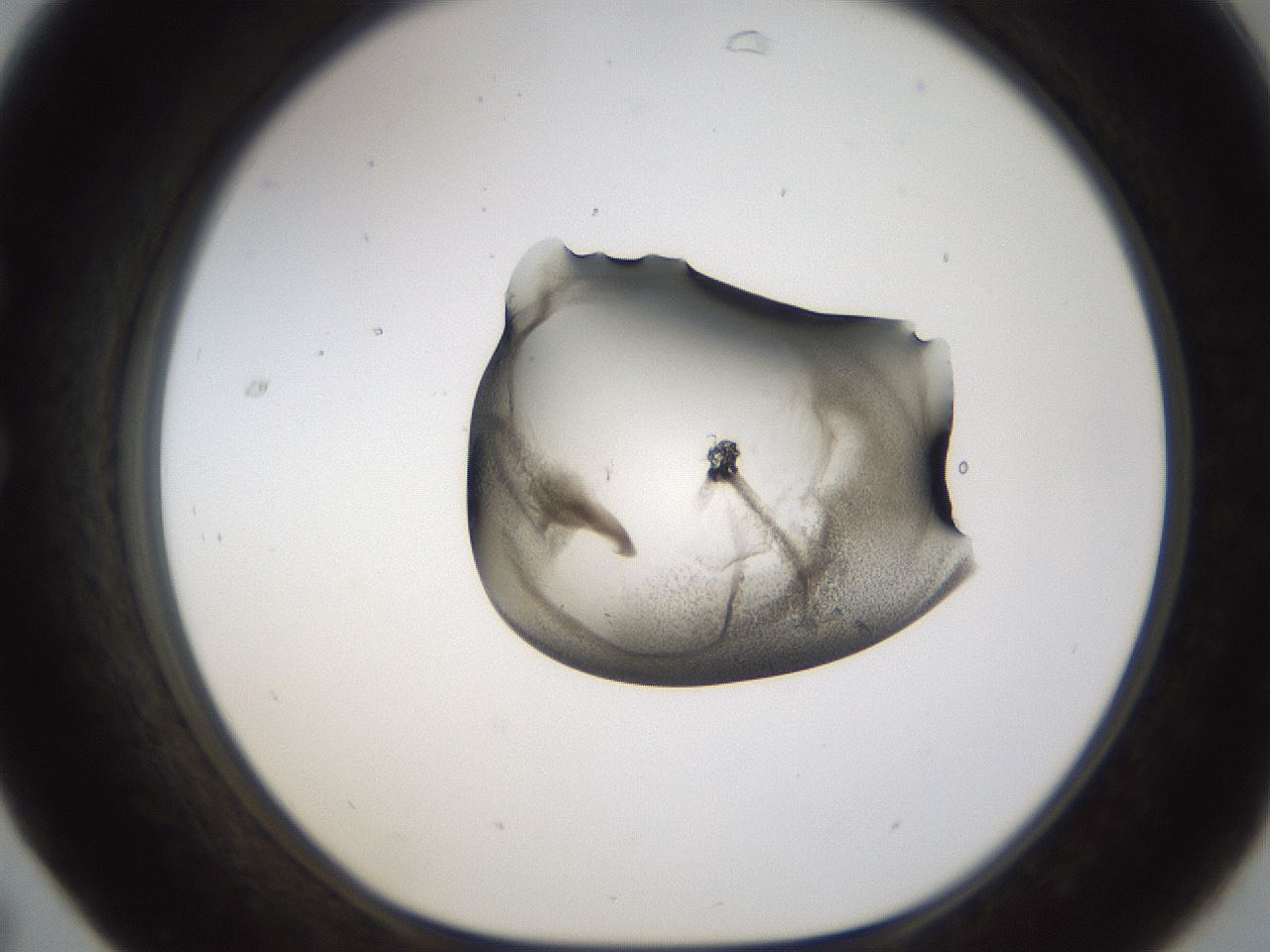 folderID228_plateID1228_batchID3780_wellNum31_profileID1_d1_r70334_ef.jpg