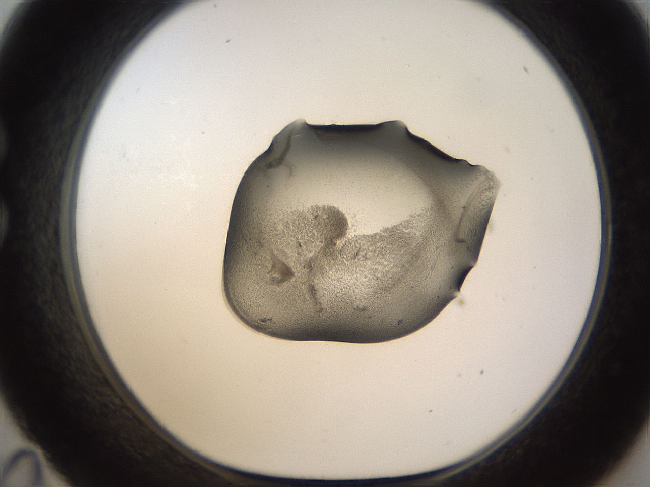 folderID228_plateID1228_batchID3780_wellNum35_profileID1_d1_r70338_ef.jpg