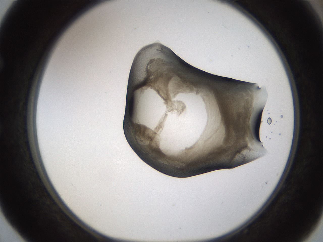 folderID228_plateID1228_batchID3780_wellNum52_profileID1_d1_r70355_ef.jpg