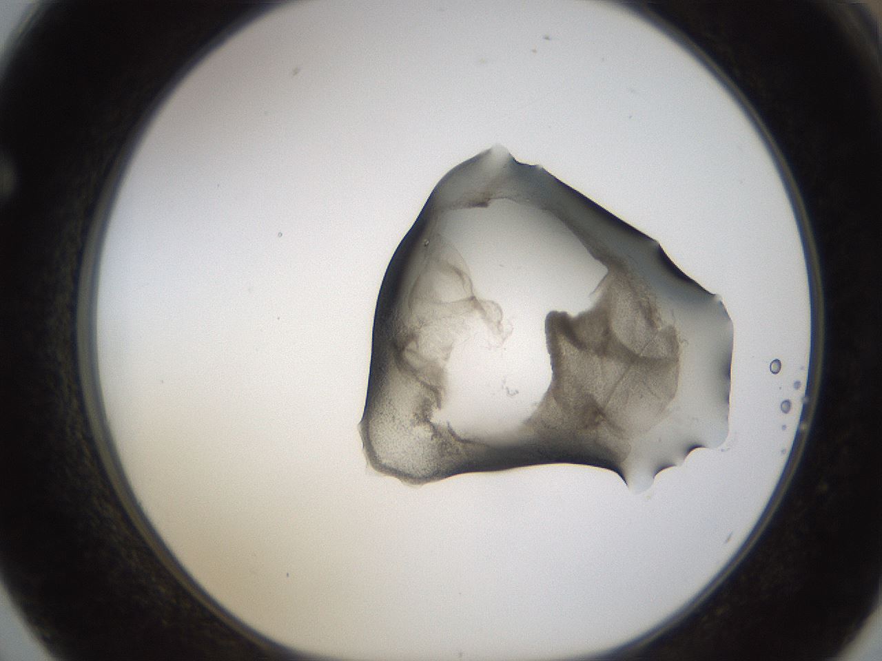 folderID228_plateID1228_batchID3780_wellNum62_profileID1_d1_r70365_ef.jpg