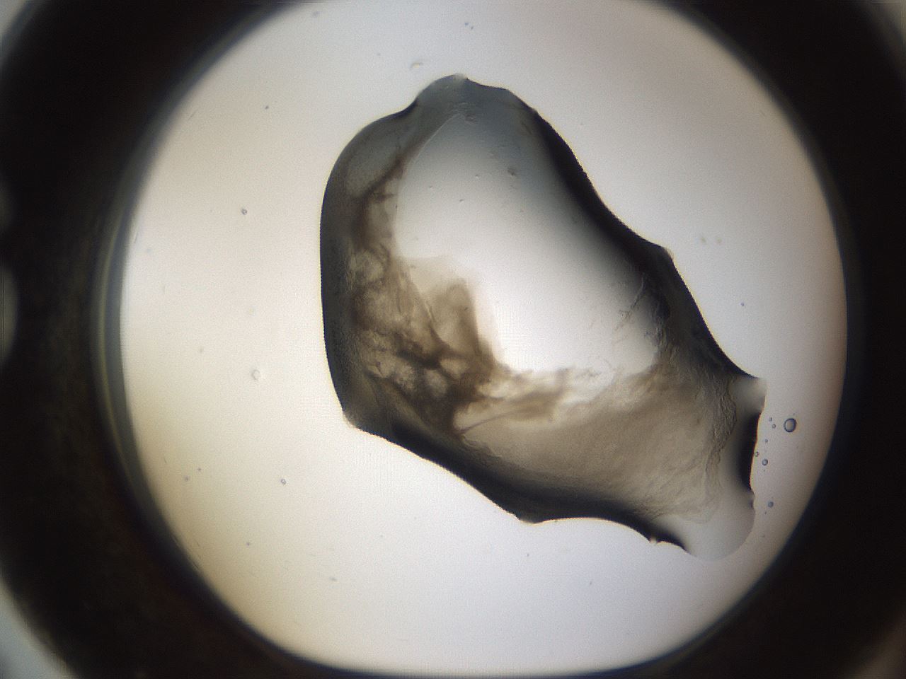folderID228_plateID1228_batchID3780_wellNum79_profileID1_d1_r70382_ef.jpg