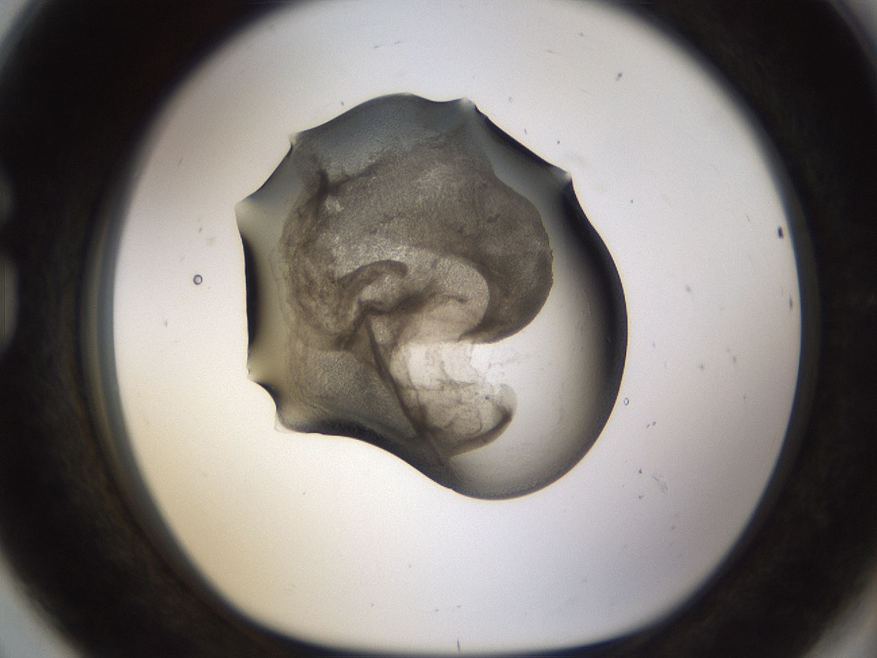 folderID228_plateID1228_batchID3780_wellNum80_profileID1_d1_r70383_ef.jpg