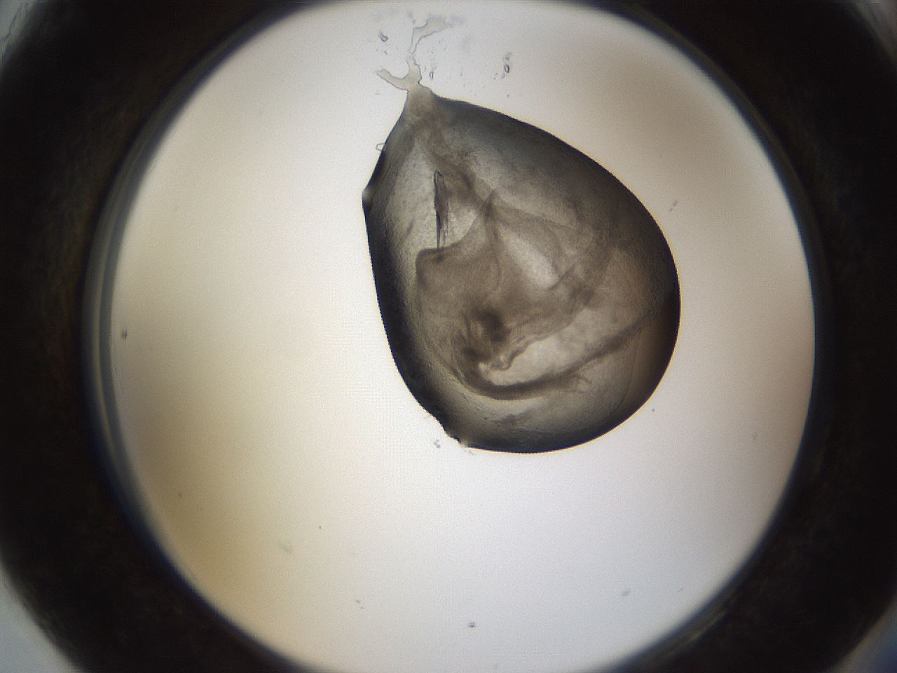 folderID228_plateID1228_batchID3780_wellNum90_profileID1_d2_r71451_ef.jpg