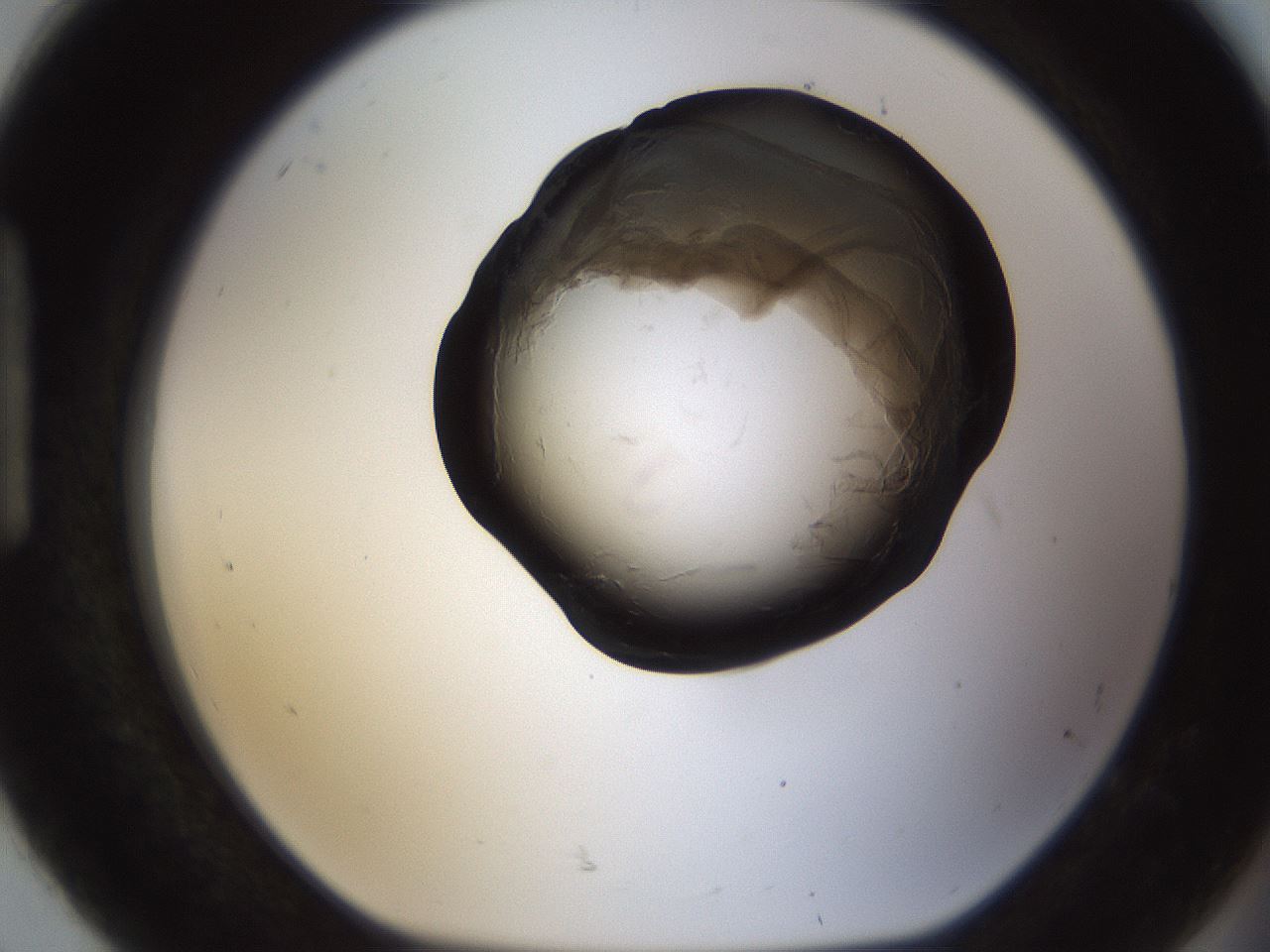 folderID228_plateID1228_batchID3780_wellNum92_profileID1_d1_r70395_ef.jpg