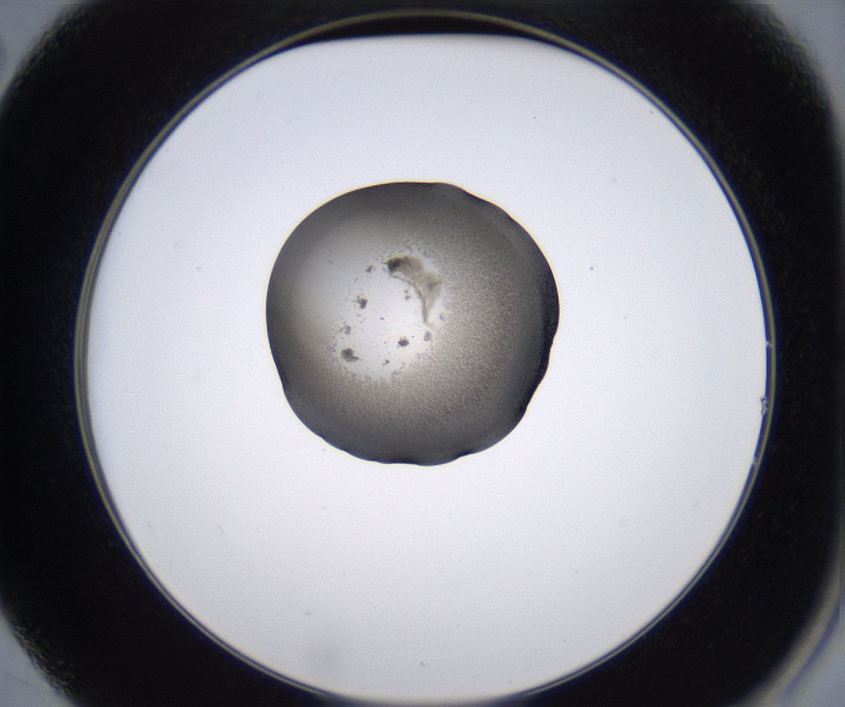 folderID228_plateID2228_batchID10093_wellNum14_profileID1_d2_r152950_ef.jpg