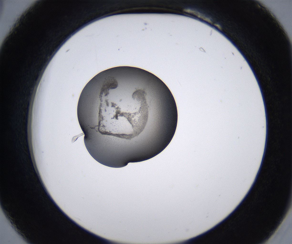 folderID228_plateID2228_batchID10093_wellNum18_profileID1_d2_r152958_ef.jpg