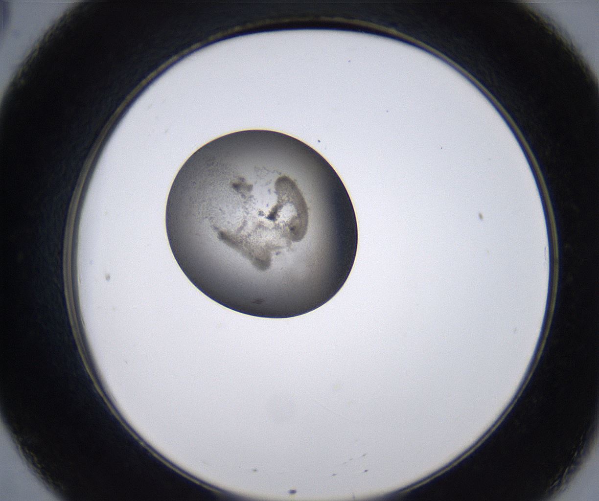 folderID228_plateID2228_batchID10093_wellNum20_profileID1_d2_r152962_ef.jpg