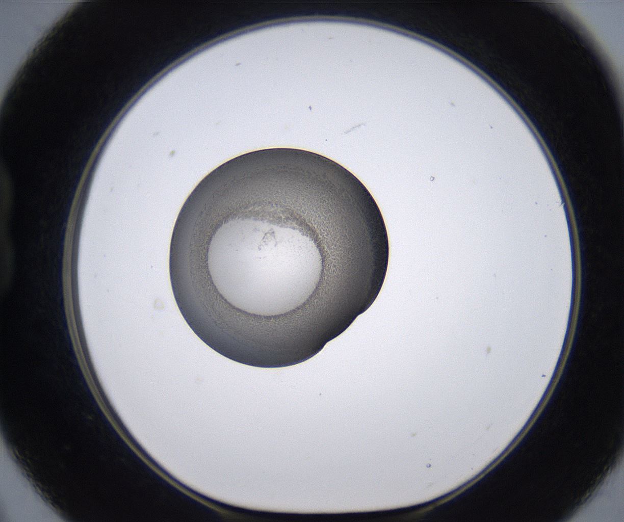 folderID228_plateID2228_batchID10093_wellNum21_profileID1_d1_r152963_ef.jpg