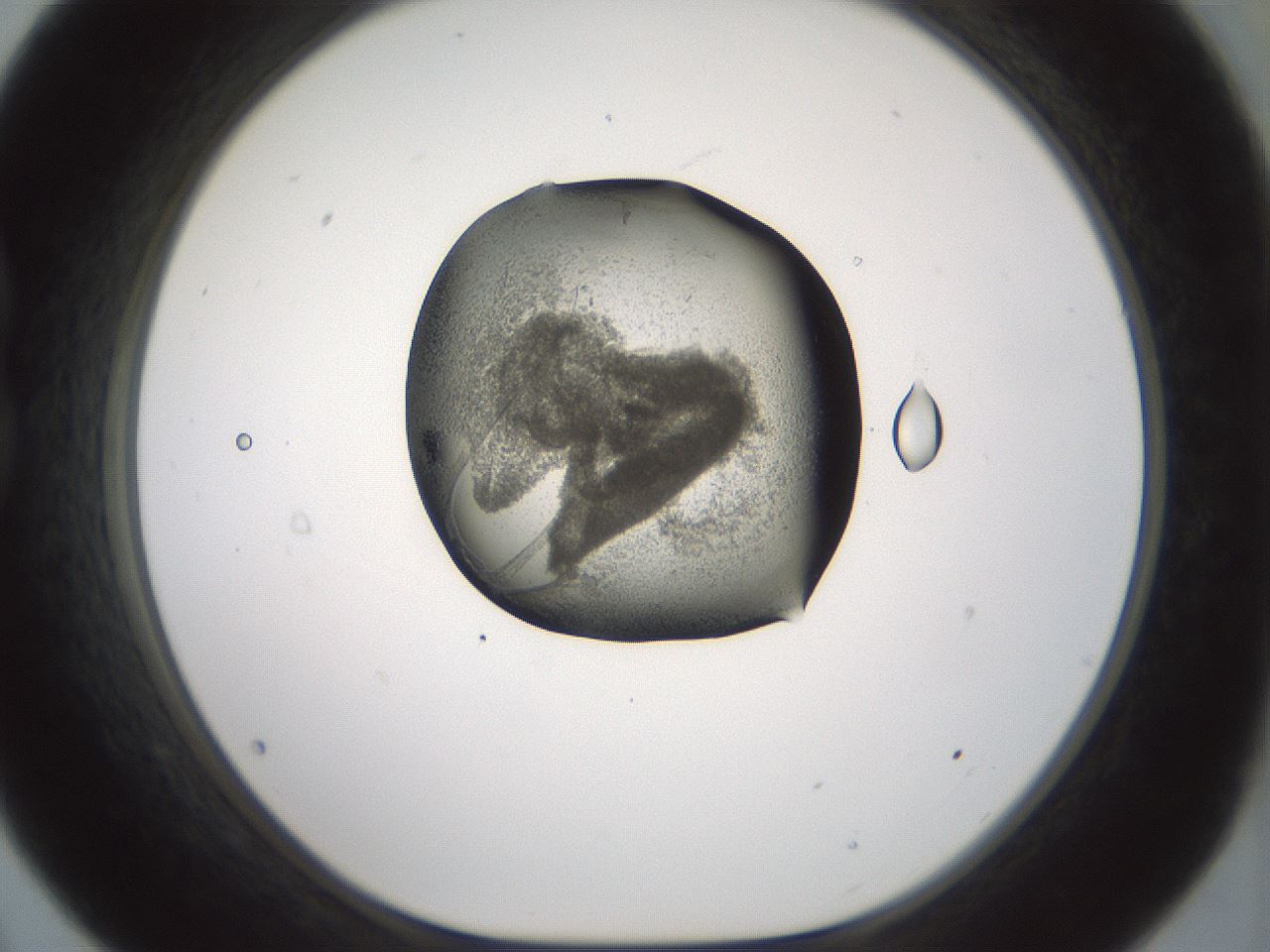 folderID229_plateID1229_batchID3781_wellNum21_profileID1_d1_r70420_ef.jpg
